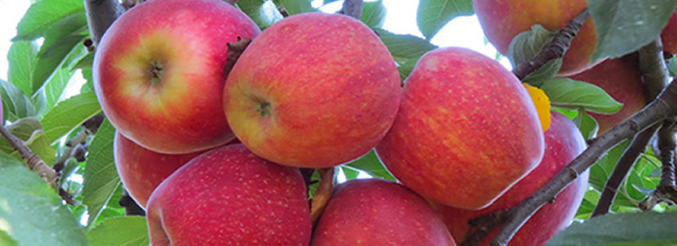 fruitboom