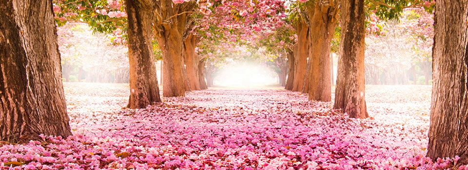 lente