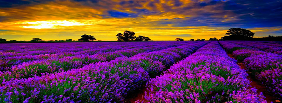 lavendel2