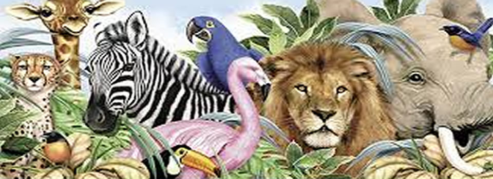 dieren