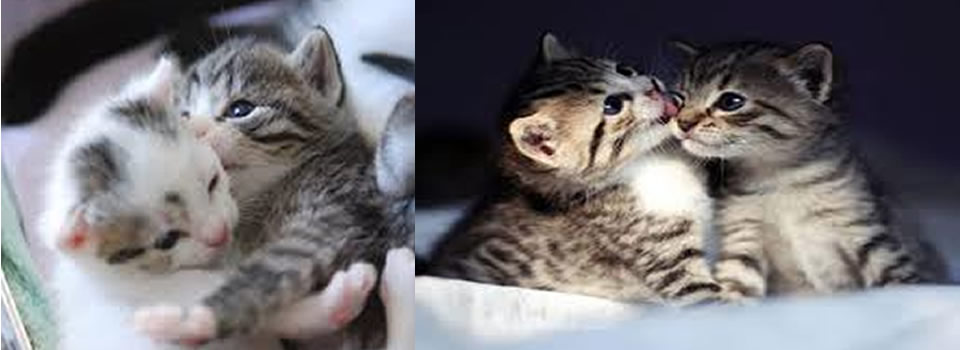 Why GOD Sent You a Cat - The Spiritual Messages Hidden in Their Words